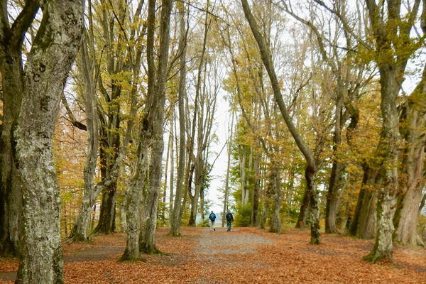 Waldkathedrale Beromünster